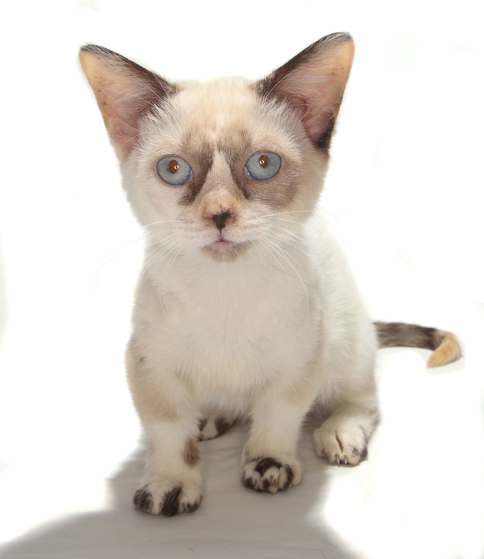 Snowball, an adoptable Munchkin in Oakland Park, FL, 33334 | Photo Image 3