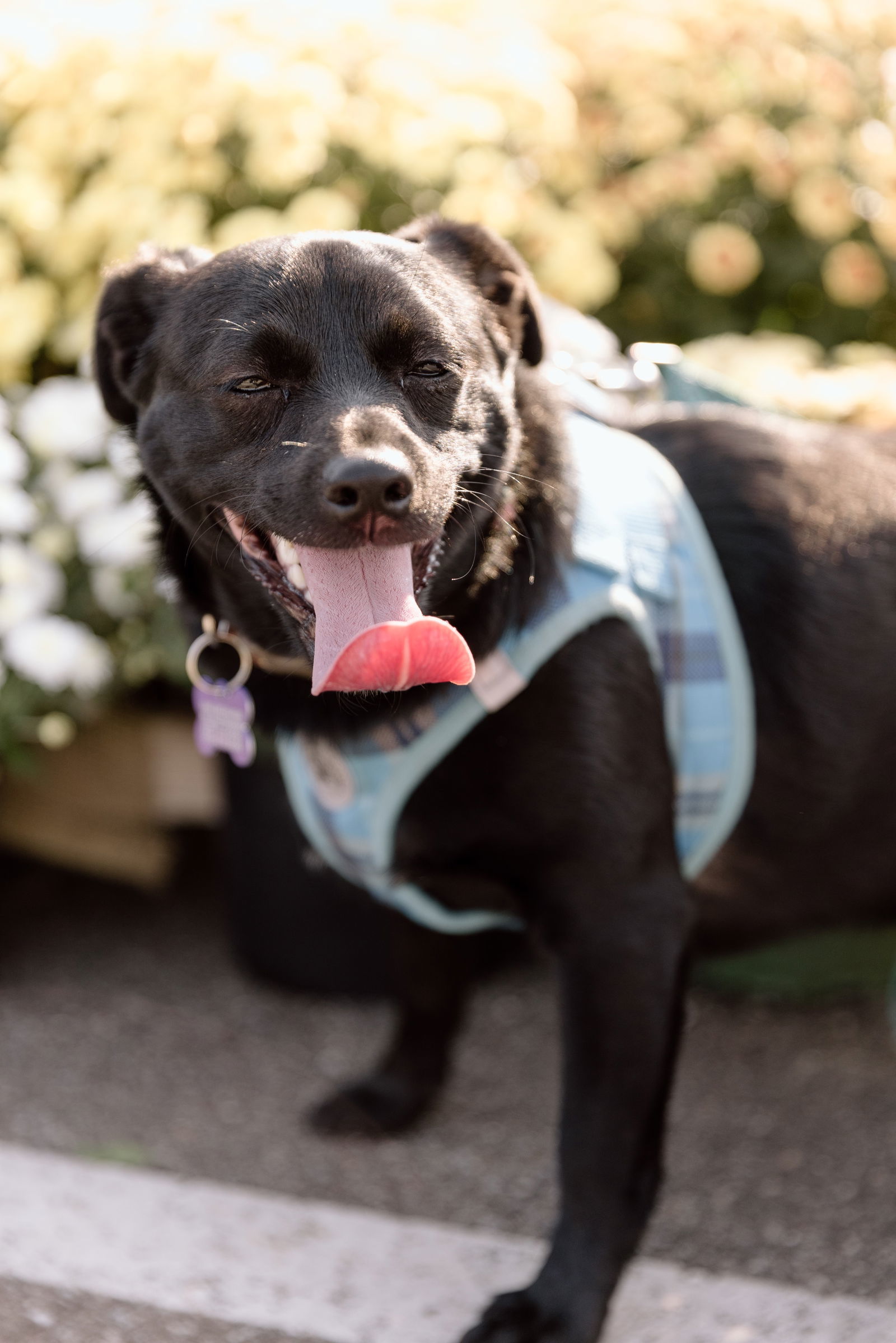 Charlie, an adoptable Dachshund, Schipperke in Cuyahoga Falls, OH, 44222 | Photo Image 1