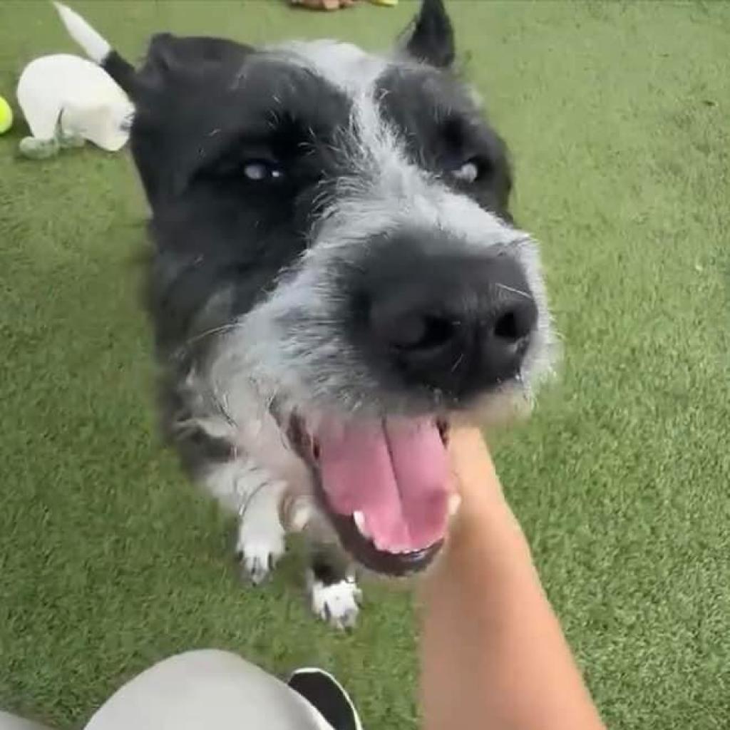 Aero, an adoptable Schnauzer in Houston, TX, 77006 | Photo Image 1