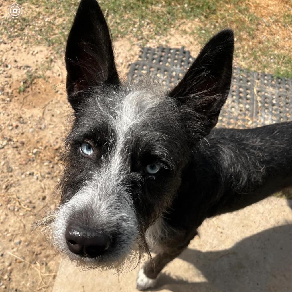 Aero, an adoptable Schnauzer in Houston, TX, 77006 | Photo Image 3