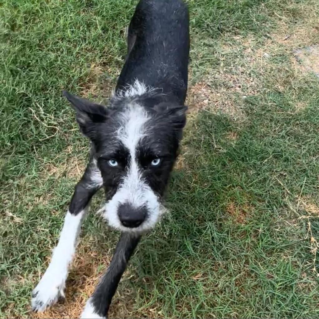 Aero, an adoptable Schnauzer in Houston, TX, 77006 | Photo Image 4