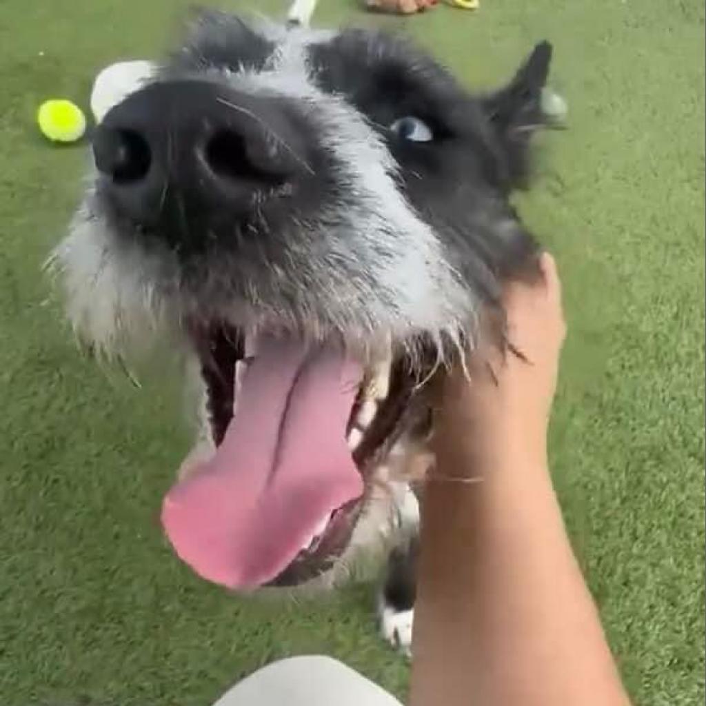 Aero, an adoptable Schnauzer in Houston, TX, 77006 | Photo Image 6