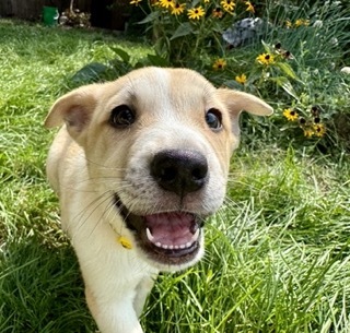 Snoopy, an adoptable Cardigan Welsh Corgi, German Shepherd Dog in Twin Falls, ID, 83301 | Photo Image 1