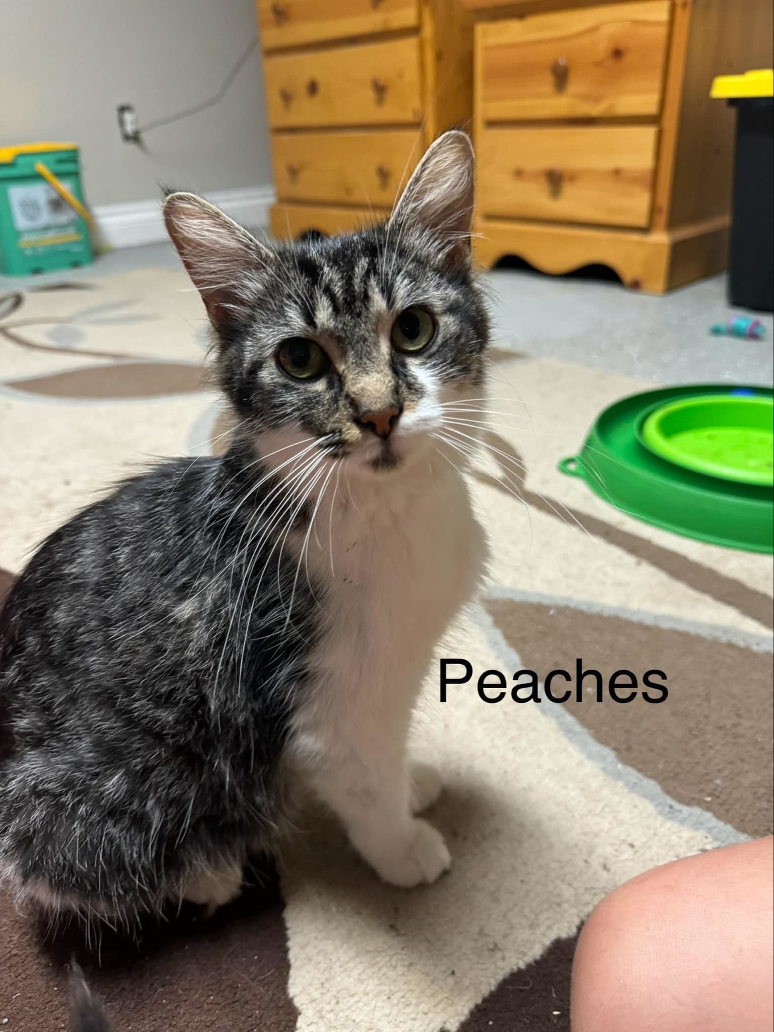 Peaches, an adoptable Domestic Short Hair in Steinbach, MB, R5G 2B2 | Photo Image 1