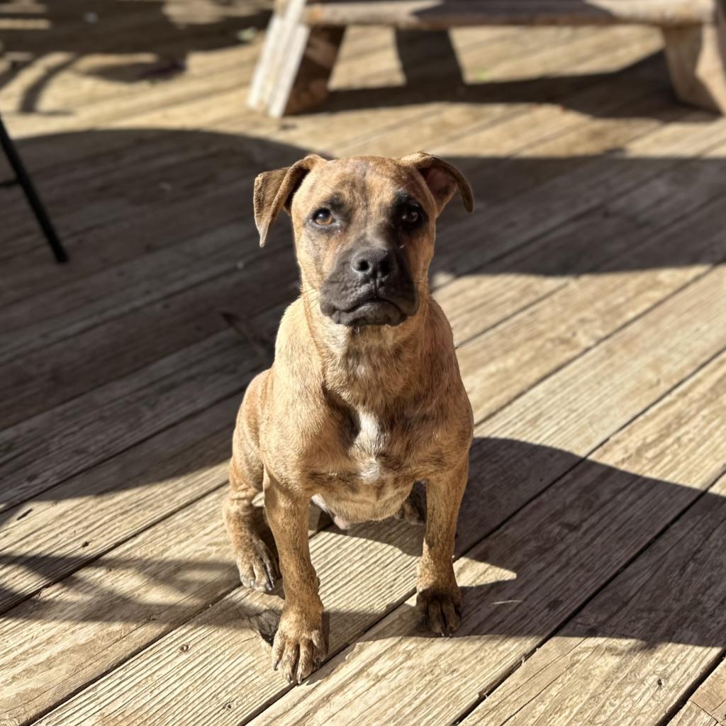 Dexter