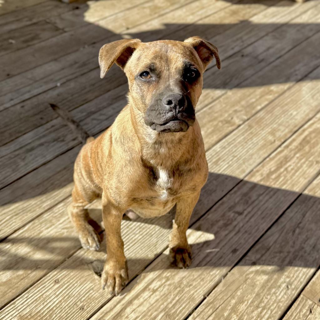 Dexter