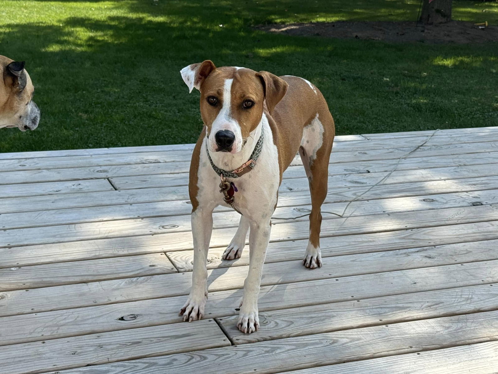 Betsy, an adoptable Labrador Retriever in New London, WI, 54961 | Photo Image 1