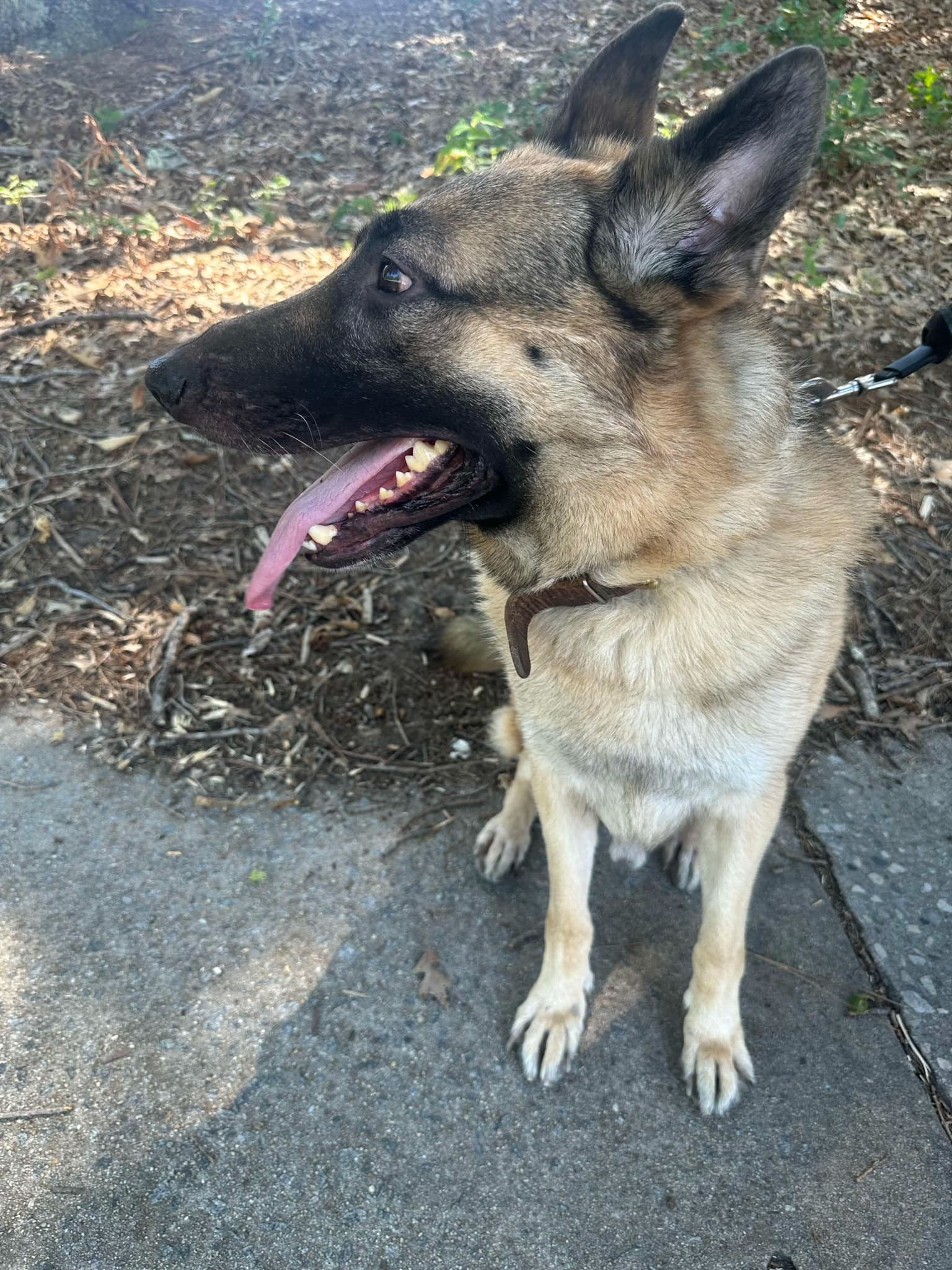 Atticus