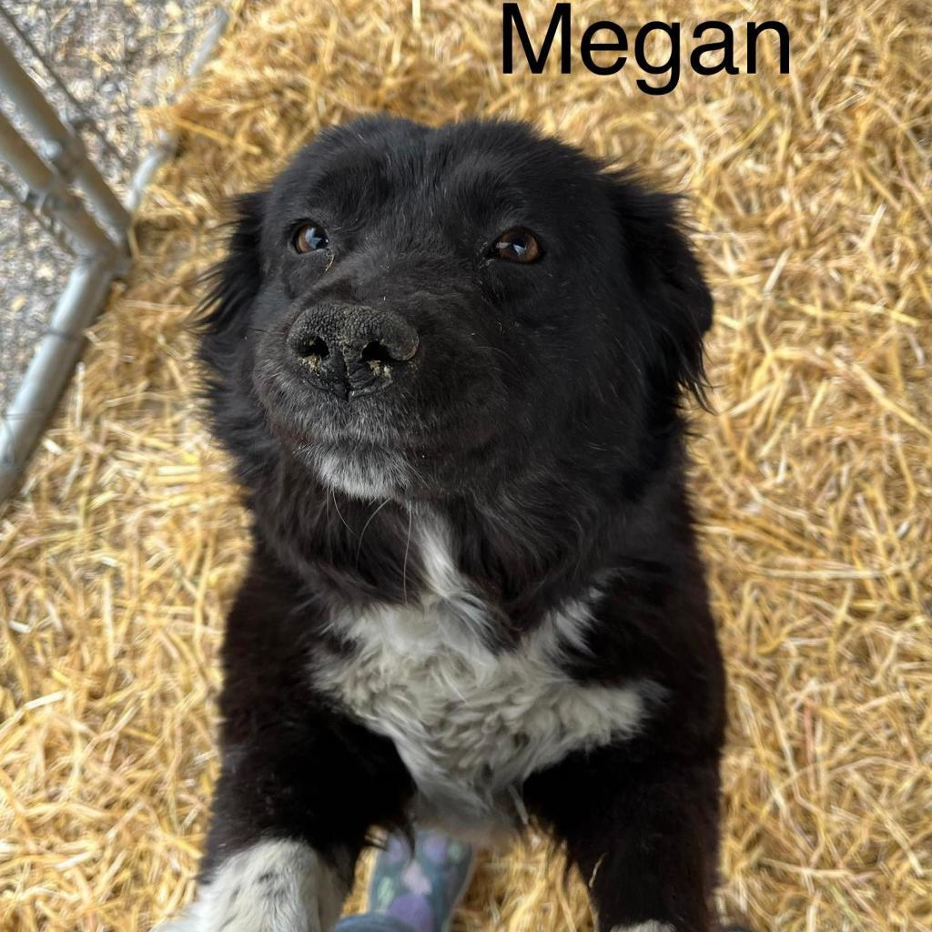 Megan