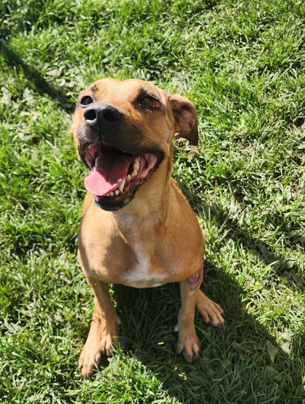 Lu Lu, an adoptable Mixed Breed in Spokane Valley, WA, 99212 | Photo Image 1