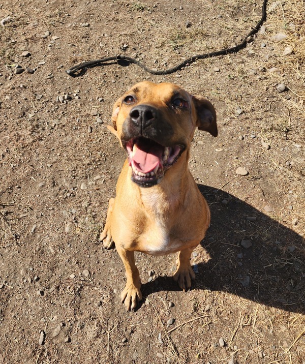 Lu Lu, an adoptable Mixed Breed in Spokane Valley, WA, 99212 | Photo Image 2