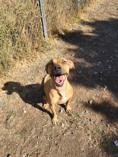 Lu Lu, an adoptable Mixed Breed in Spokane Valley, WA, 99212 | Photo Image 3