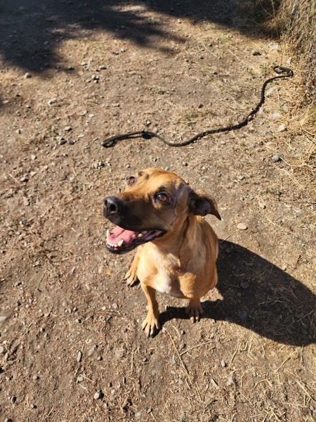 Lu Lu, an adoptable Mixed Breed in Spokane Valley, WA, 99212 | Photo Image 4