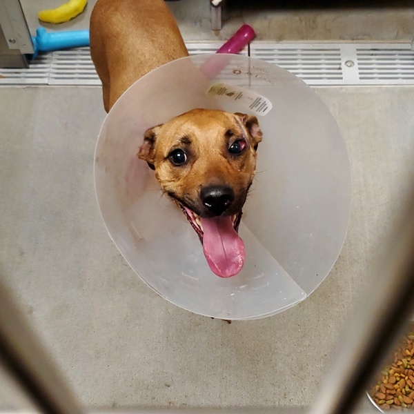 Lu Lu, an adoptable Mixed Breed in Spokane Valley, WA, 99212 | Photo Image 5