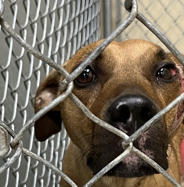 Lu Lu, an adoptable Mixed Breed in Spokane Valley, WA, 99212 | Photo Image 6