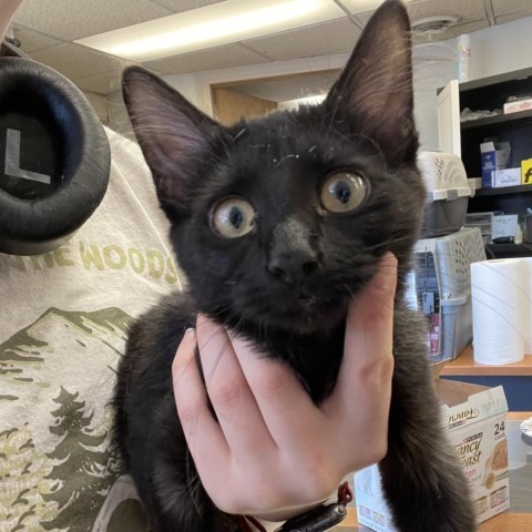 Atailaya, an adoptable Domestic Short Hair in Spokane, WA, 99202 | Photo Image 1