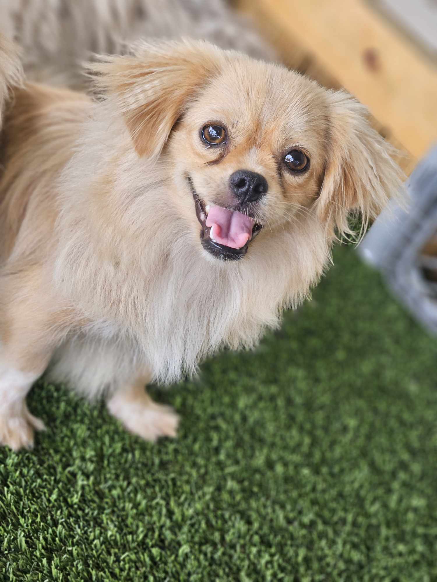 Snickers, an adoptable Pekingese in Princeton, MN, 55371 | Photo Image 2