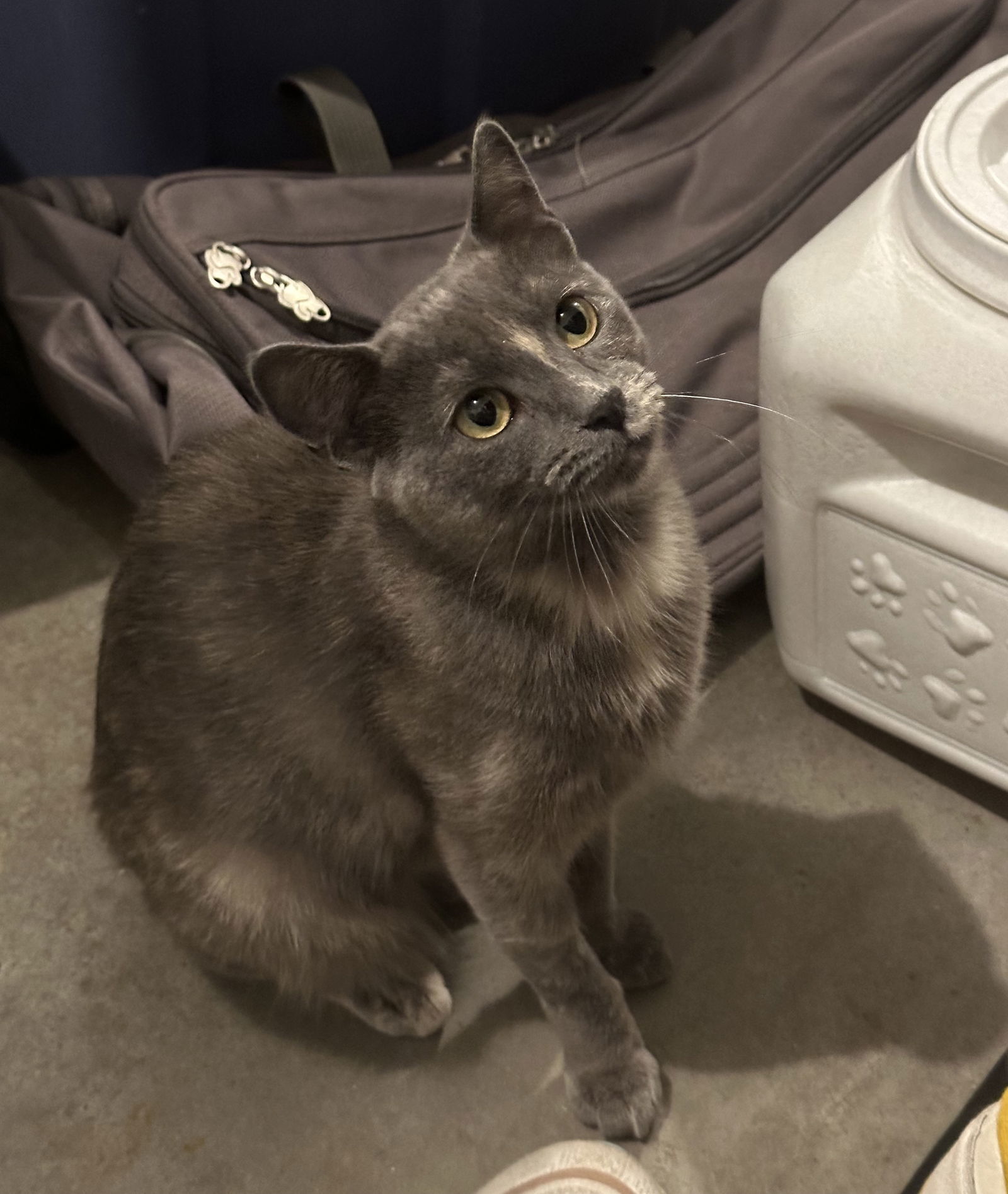 Poppy, an adoptable Dilute Tortoiseshell, Domestic Short Hair in Traverse City, MI, 49686 | Photo Image 1