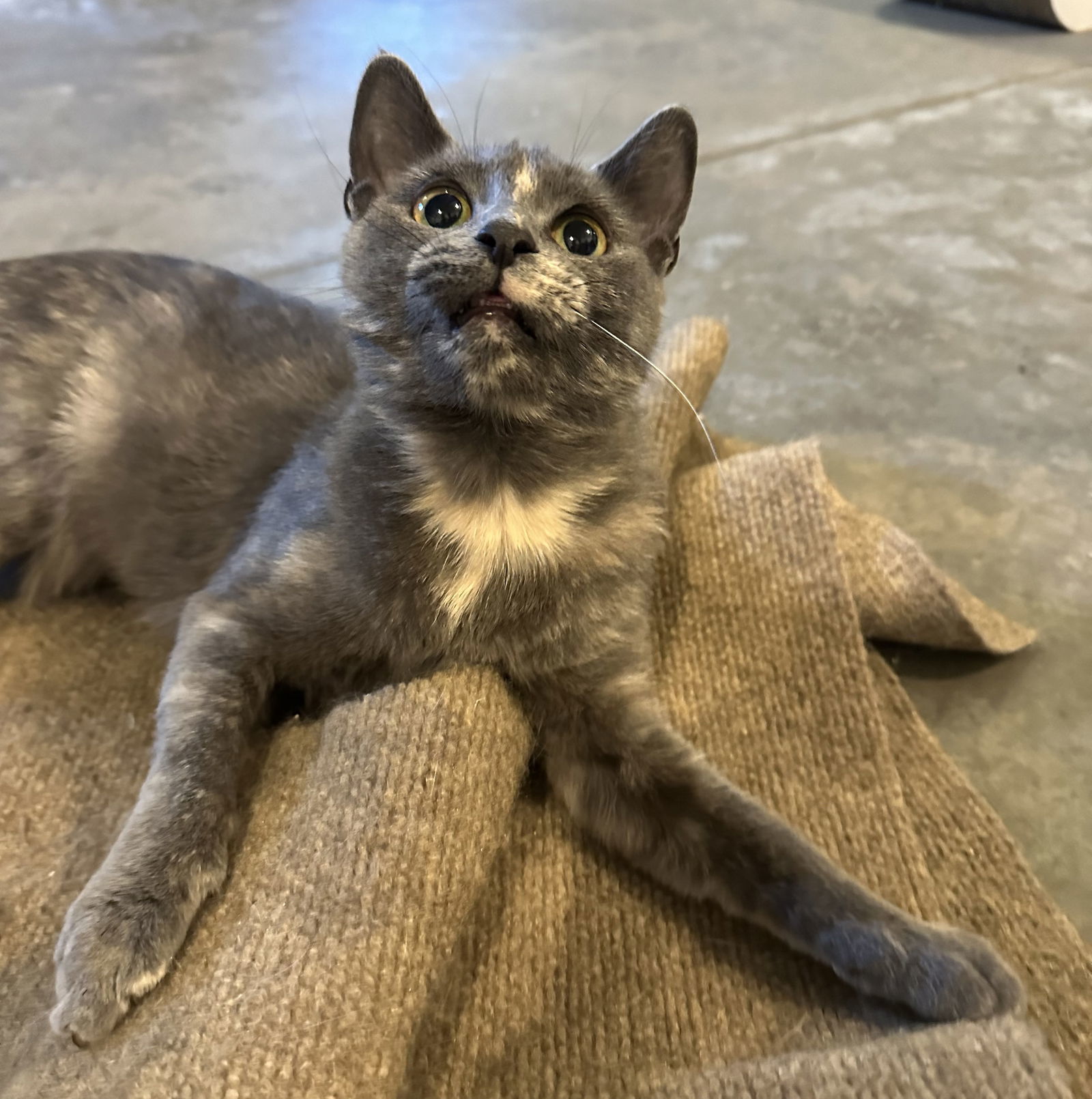 Poppy, an adoptable Dilute Tortoiseshell, Domestic Short Hair in Traverse City, MI, 49686 | Photo Image 2