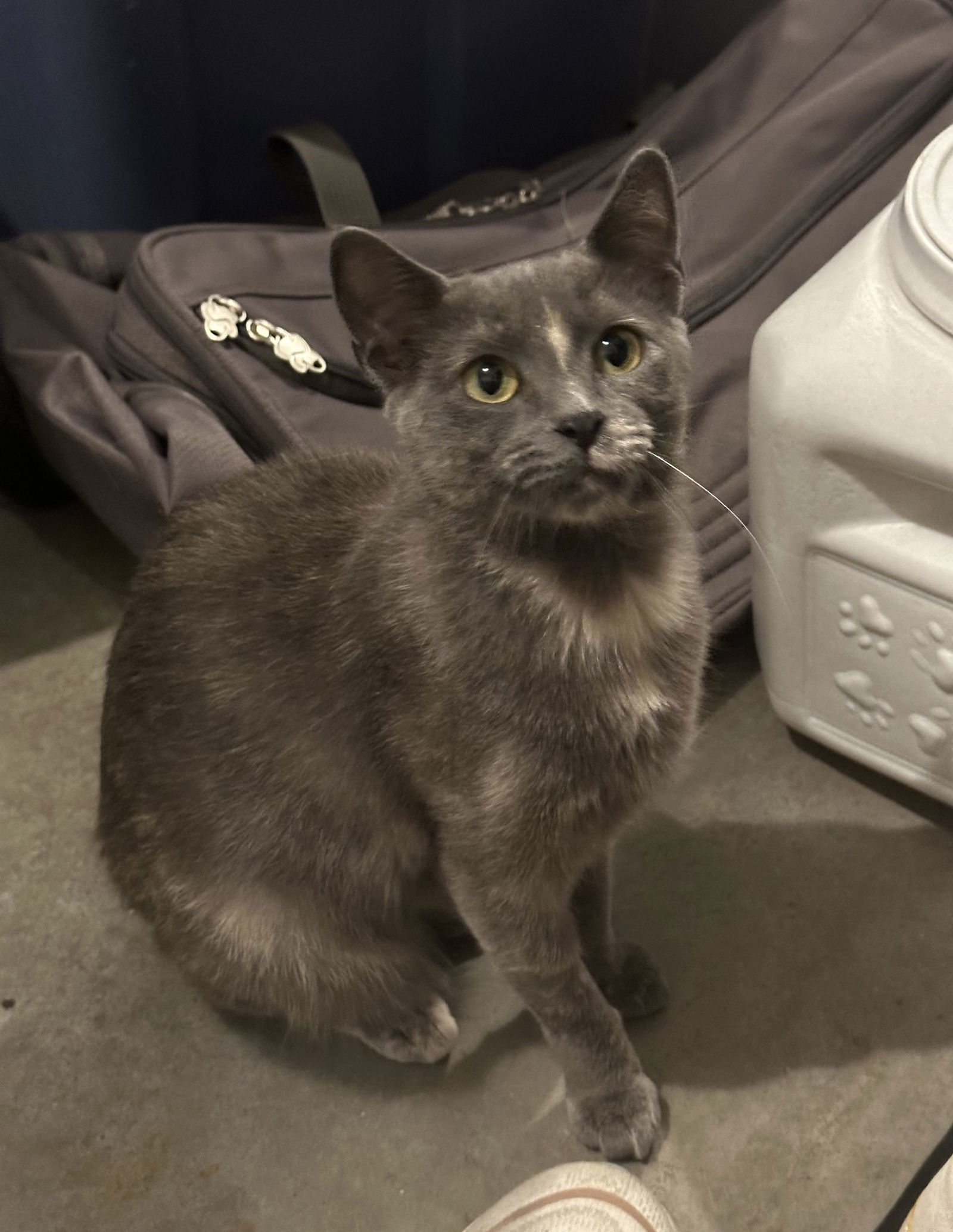 Poppy, an adoptable Dilute Tortoiseshell, Domestic Short Hair in Traverse City, MI, 49686 | Photo Image 3