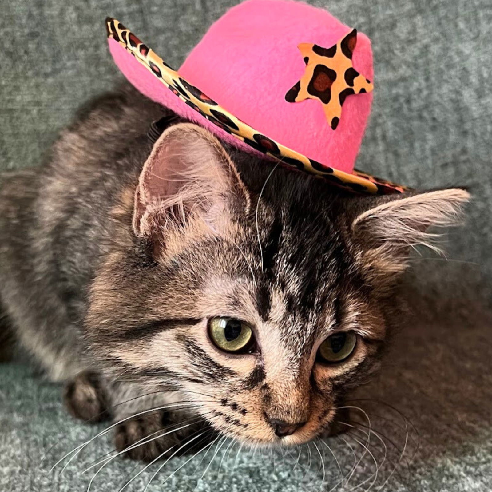 Chardonnay, an adoptable Tabby in Laramie, WY, 82073 | Photo Image 1