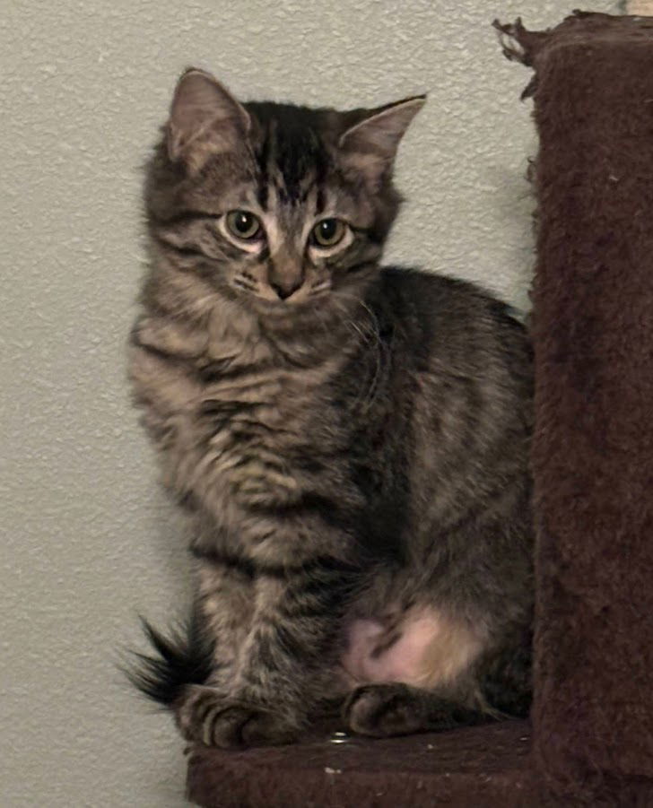 Chardonnay, an adoptable Tabby in Laramie, WY, 82073 | Photo Image 3