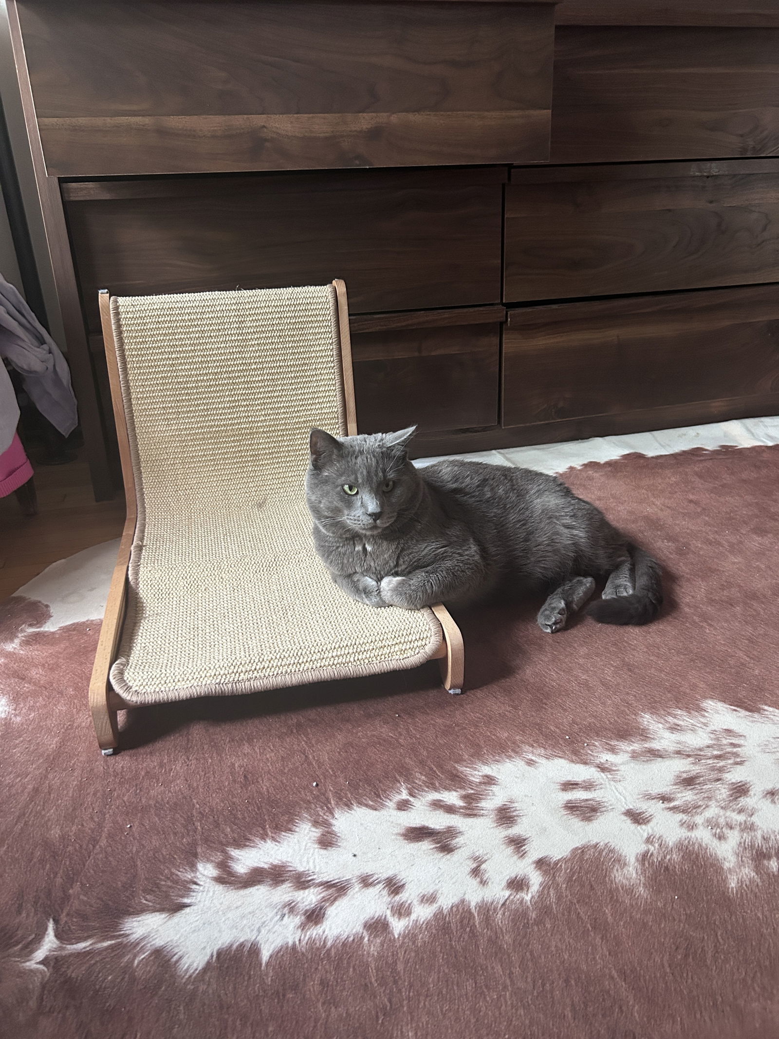 Kimberwick (FeLV+, FIV+), an adoptable Domestic Short Hair in Crystal, MN, 55428 | Photo Image 1