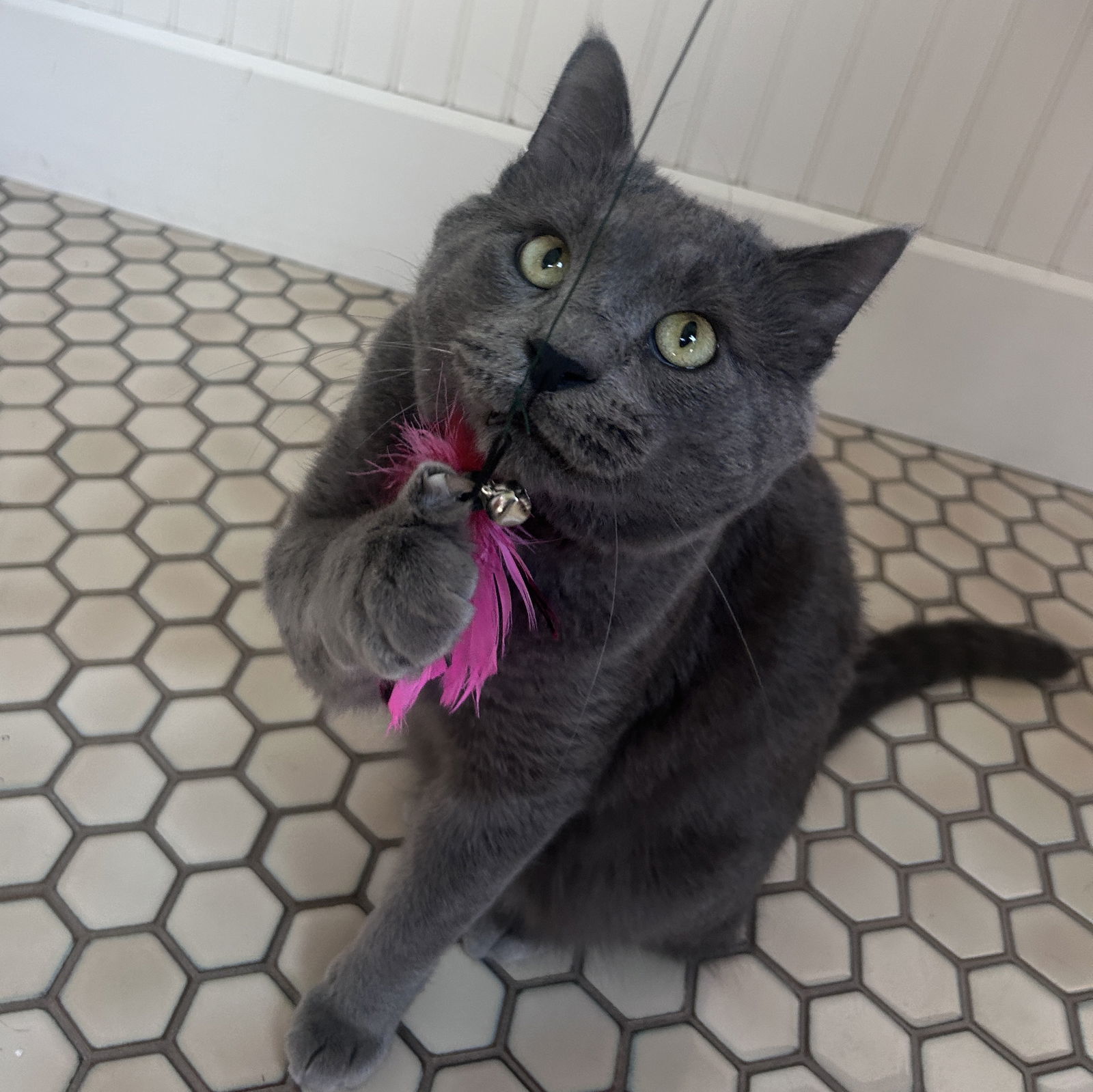 Kimberwick (FeLV+, FIV+)