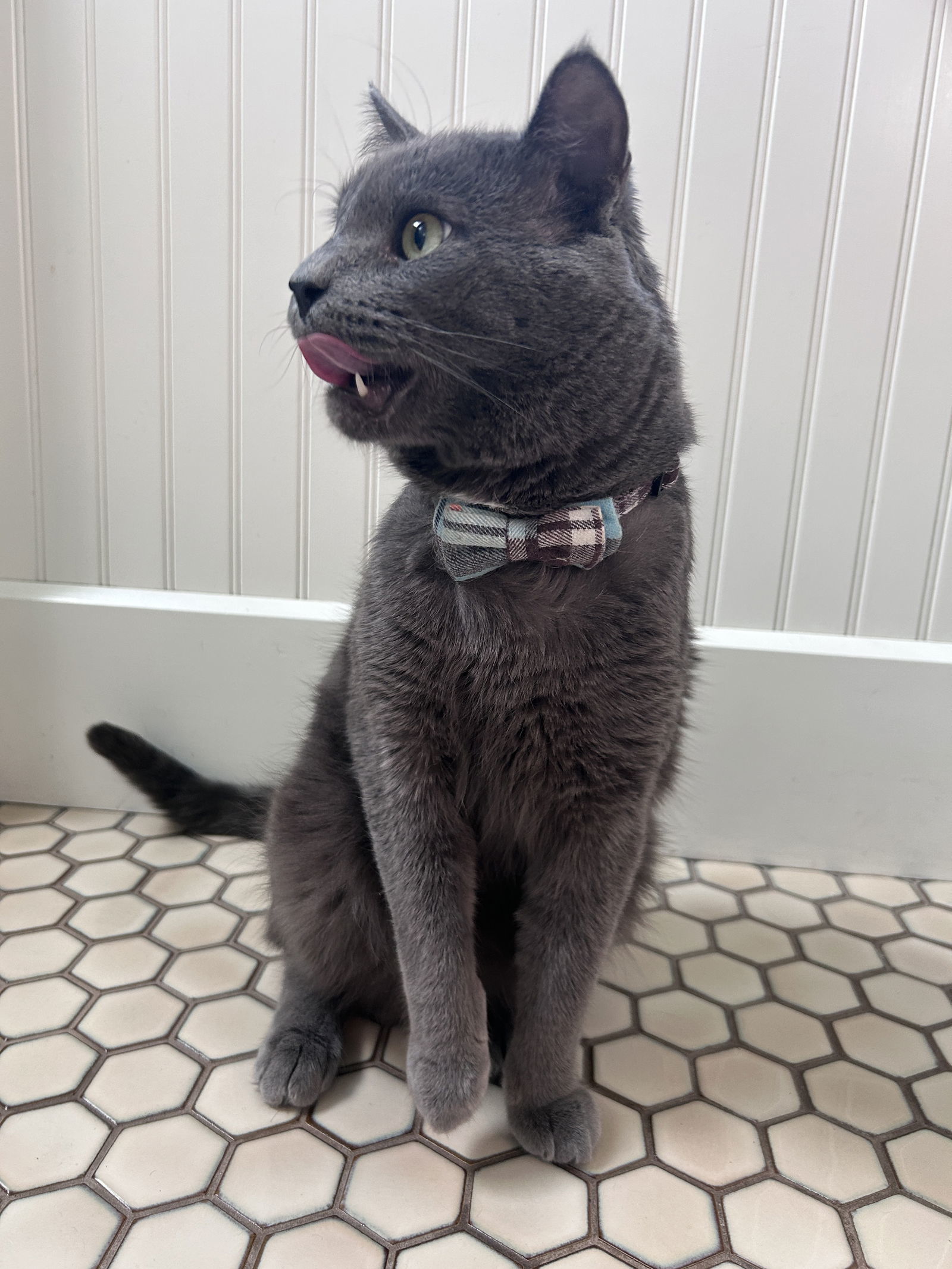 Kimberwick (FeLV+, FIV+), an adoptable Domestic Short Hair in Crystal, MN, 55428 | Photo Image 2