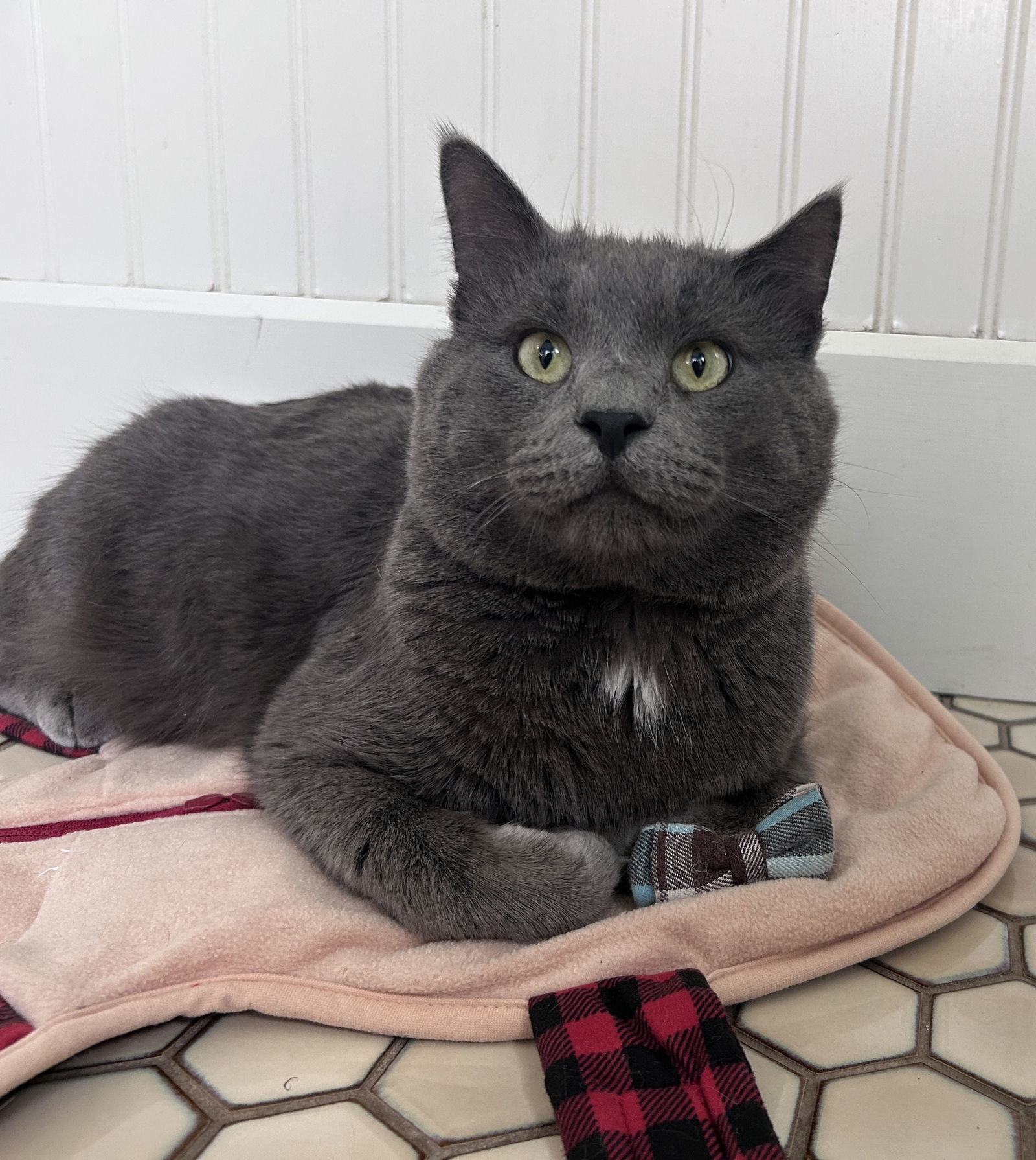 Kimberwick (FeLV+, FIV+)