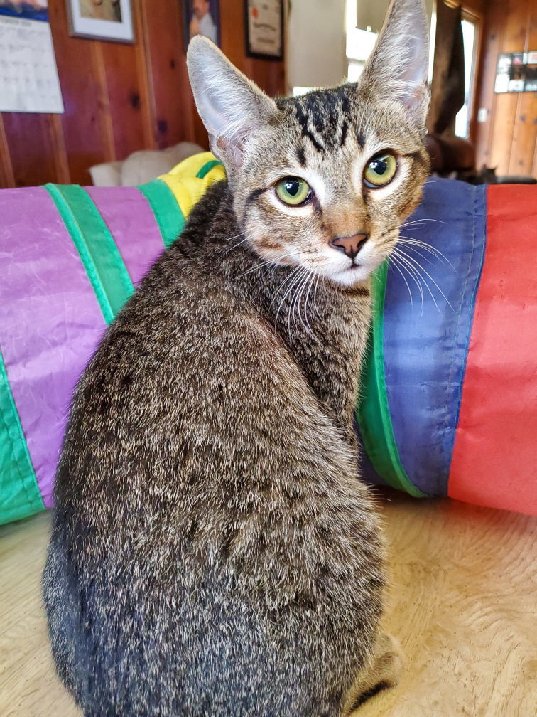 Juniper. Napa petco, an adoptable Tabby, Abyssinian in Vallejo, CA, 94591 | Photo Image 1