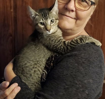 Juniper. Napa petco, an adoptable Tabby, Abyssinian in Vallejo, CA, 94591 | Photo Image 2