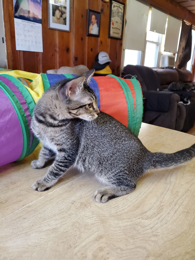 Lavender Napa petco, an adoptable Domestic Short Hair, Abyssinian in Vallejo, CA, 94591 | Photo Image 1