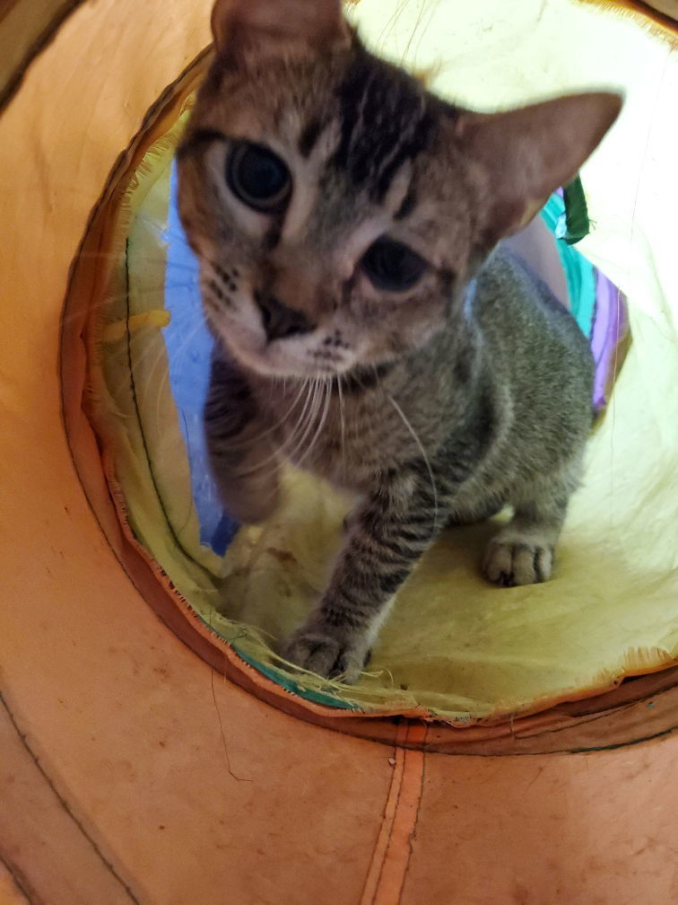 Lavender Napa petco, an adoptable Domestic Short Hair, Abyssinian in Vallejo, CA, 94591 | Photo Image 3