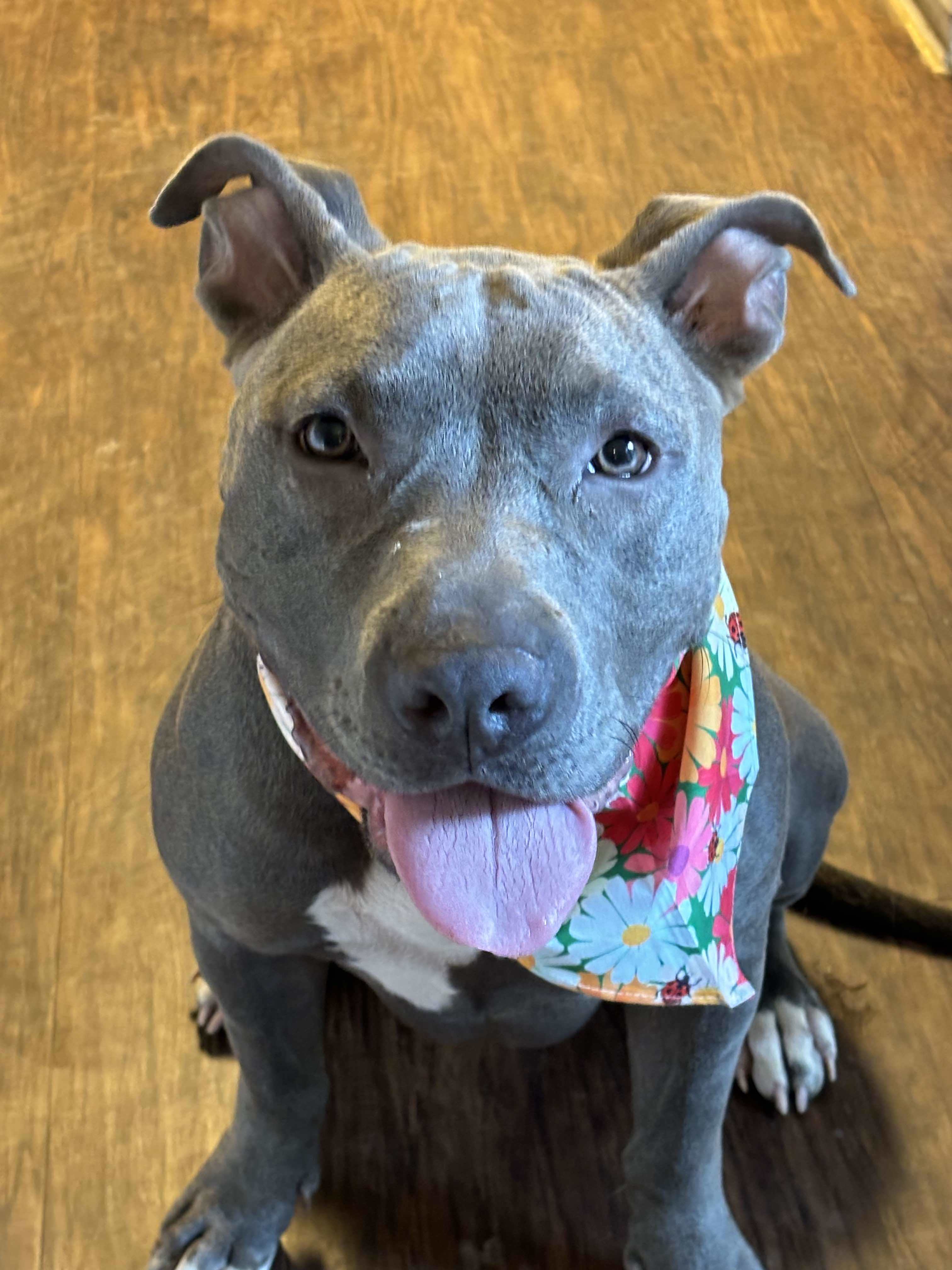 Sammy, an adoptable Pit Bull Terrier in Arlee, MT, 59821 | Photo Image 1