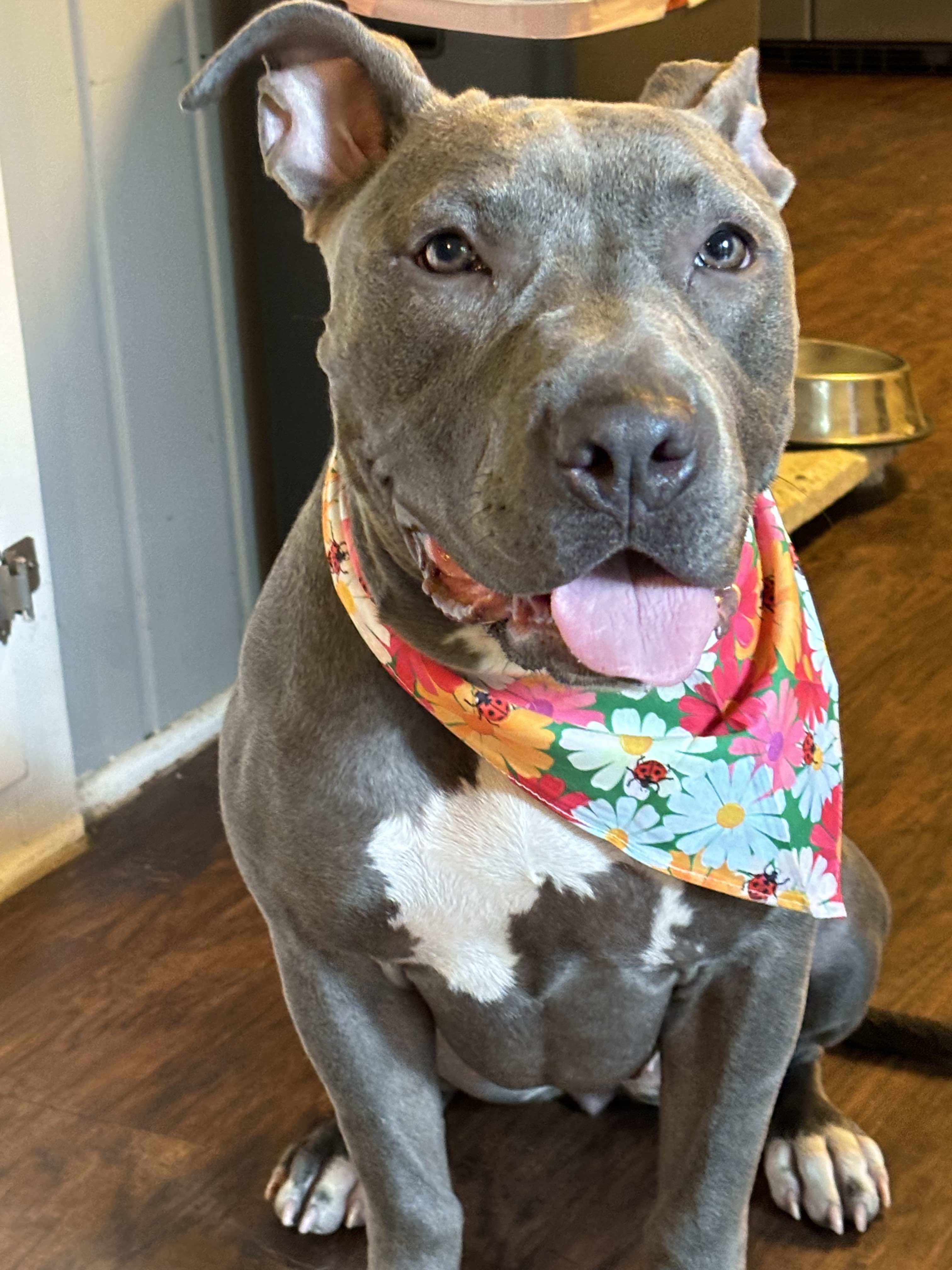 Sammy, an adoptable Pit Bull Terrier in Arlee, MT, 59821 | Photo Image 2