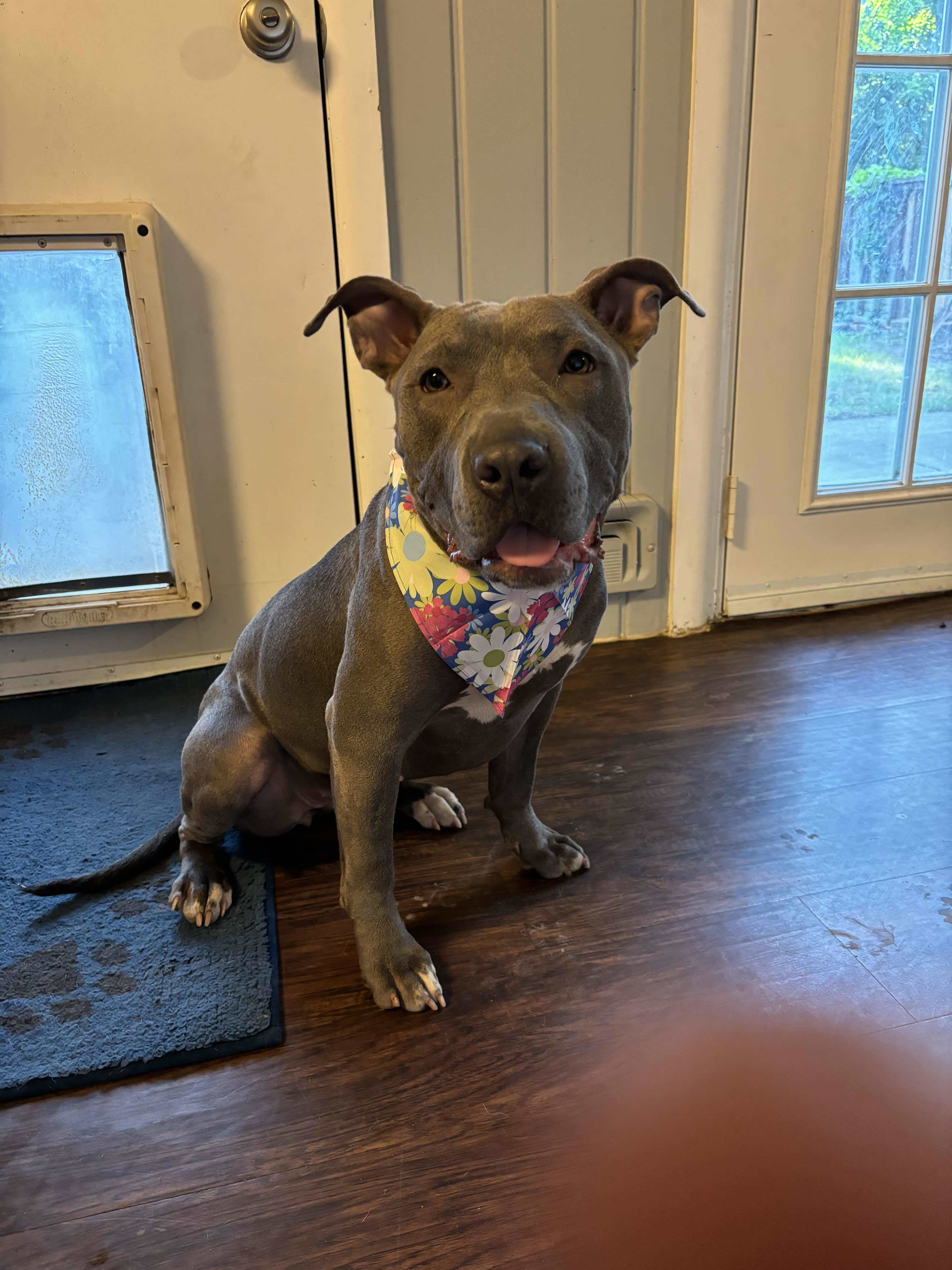 Sammy, an adoptable Pit Bull Terrier in Arlee, MT, 59821 | Photo Image 3