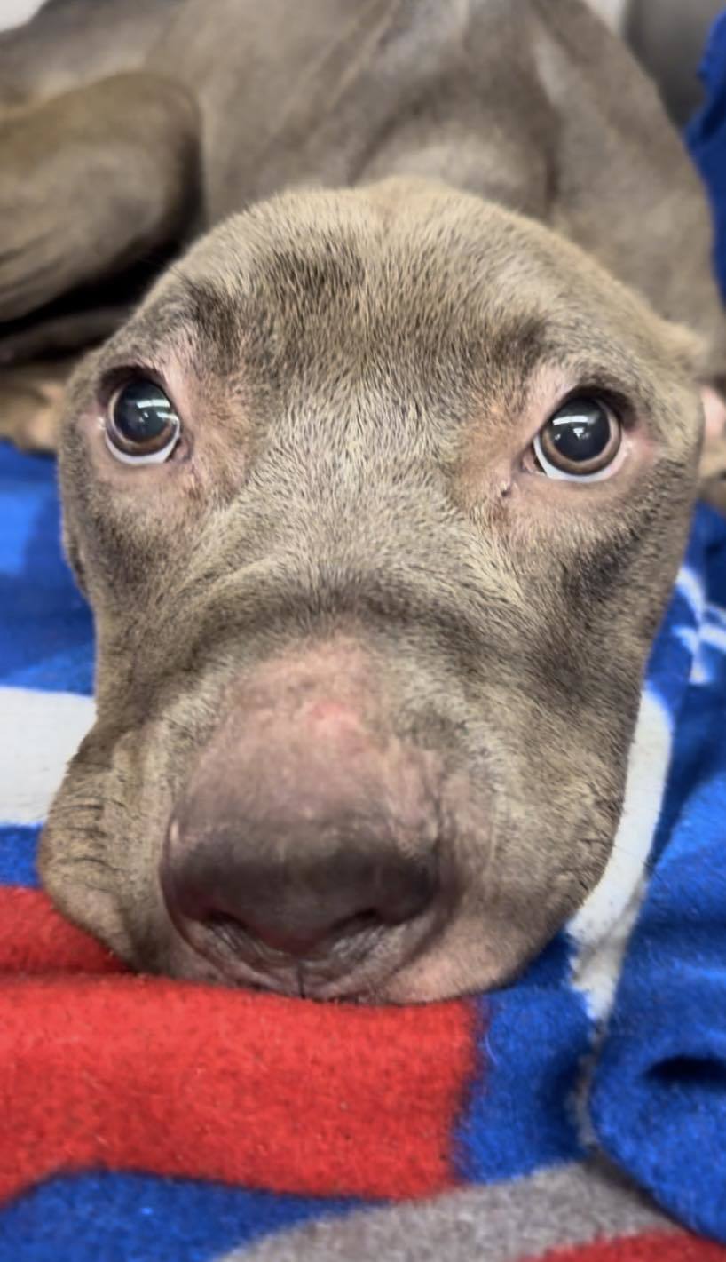 Sammy, an adoptable Pit Bull Terrier in Arlee, MT, 59821 | Photo Image 4