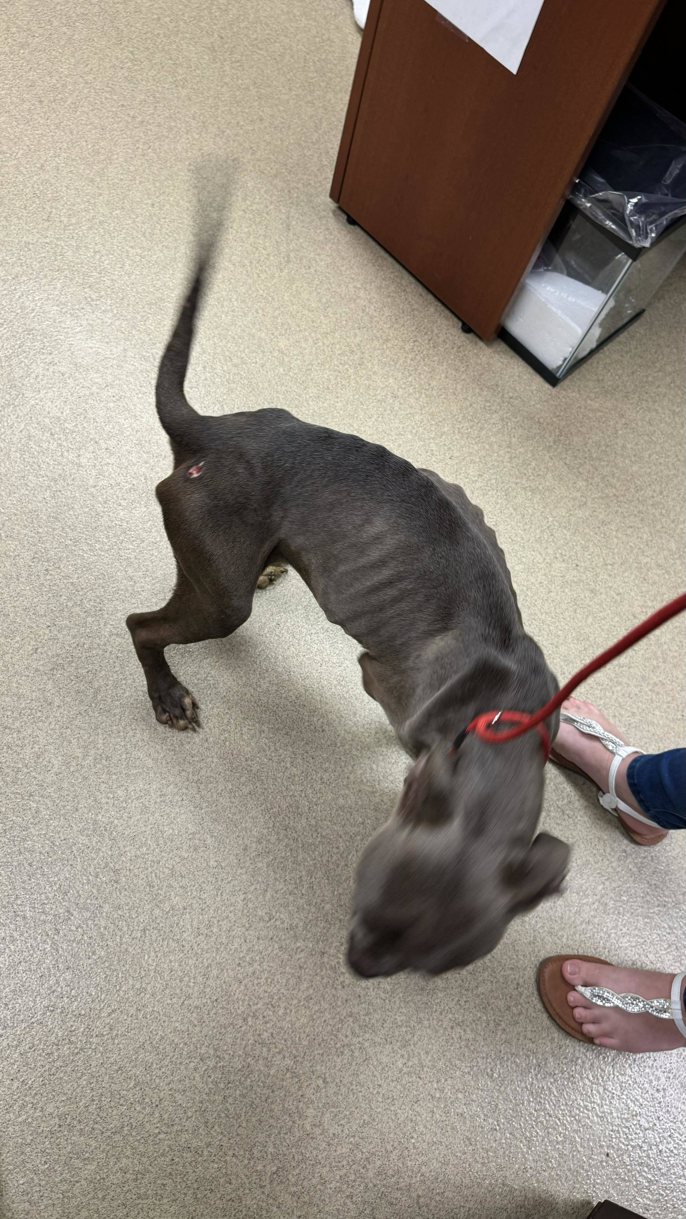 Sammy, an adoptable Pit Bull Terrier in Arlee, MT, 59821 | Photo Image 6