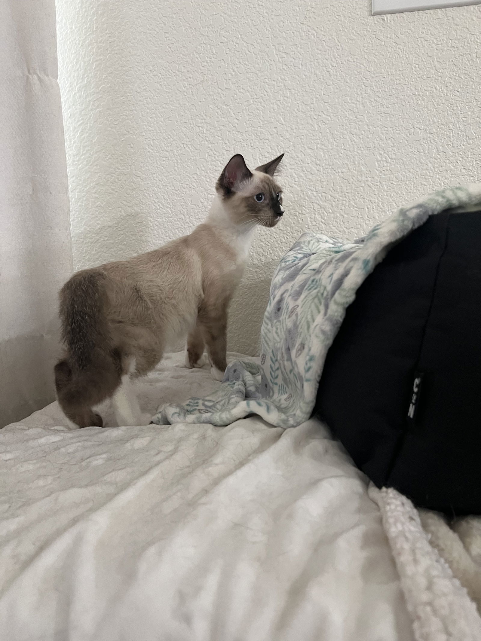 Tanner (MC), an adoptable Snowshoe, Siamese in Napa, CA, 94558 | Photo Image 1