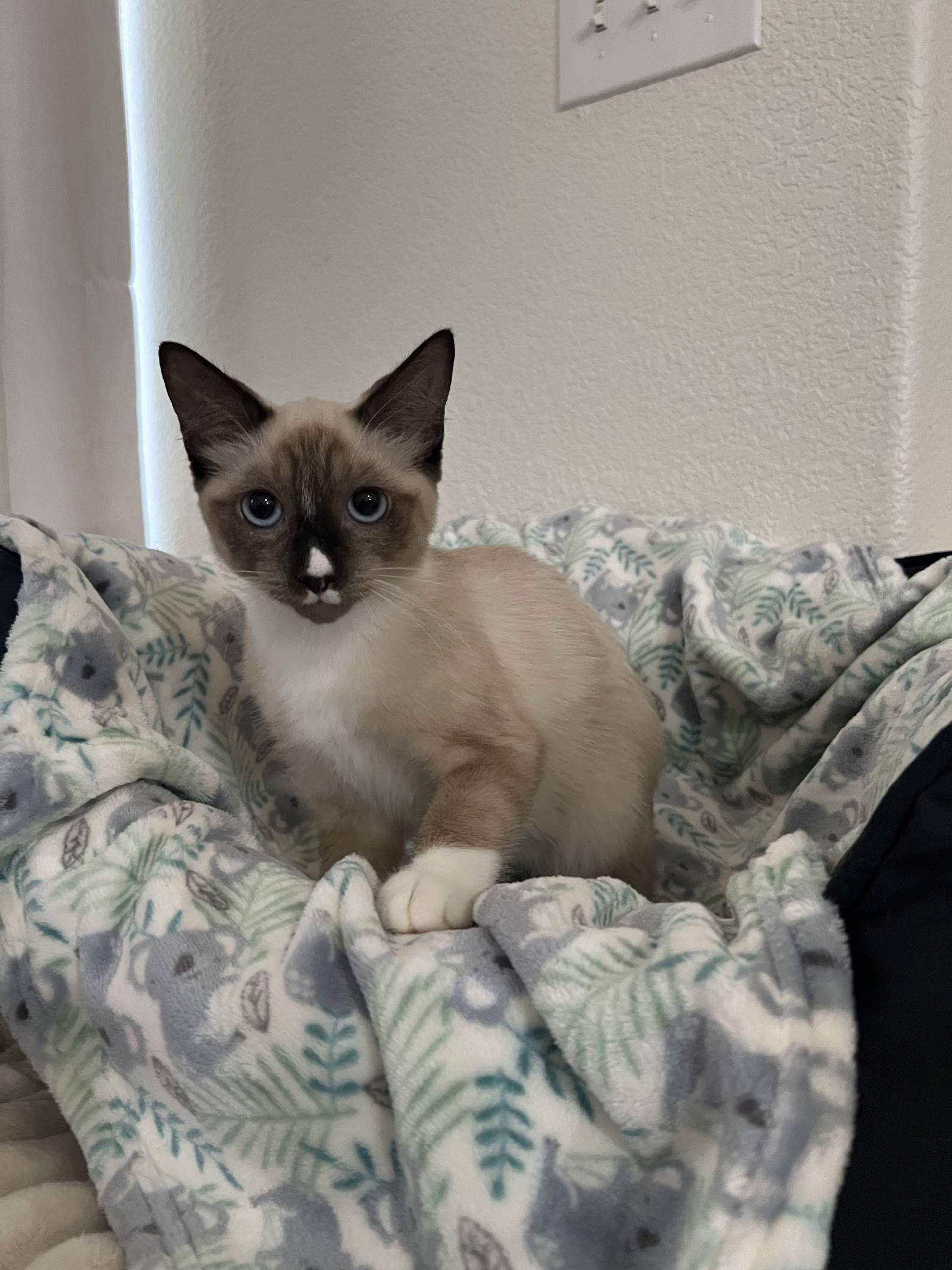 Tanner (MC), an adoptable Snowshoe, Siamese in Napa, CA, 94558 | Photo Image 4