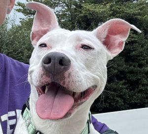 Emerald, Adult Female Pit Bull Terrier