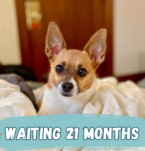 Cleo, an adoptable Chihuahua, Pug in Minneapolis, MN, 55419 | Photo Image 1