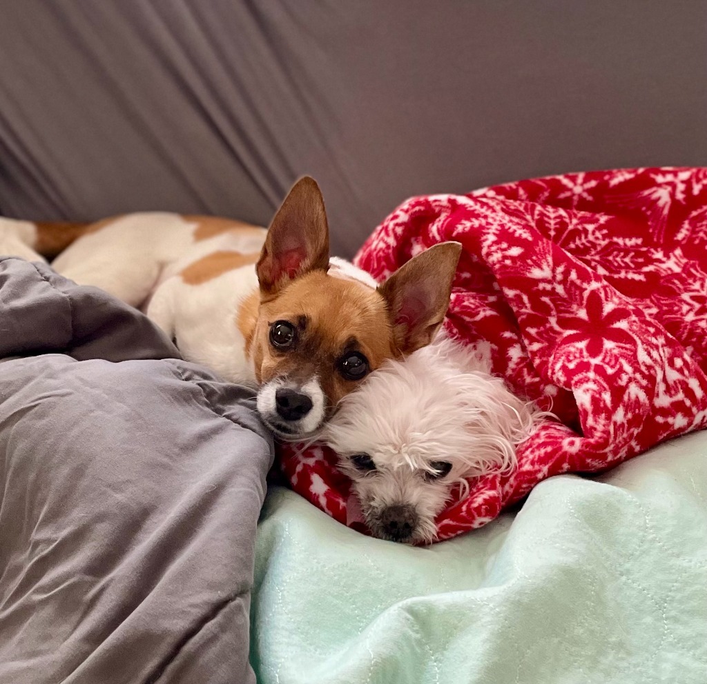 Cleo, an adoptable Chihuahua, Pug in Minneapolis, MN, 55419 | Photo Image 2