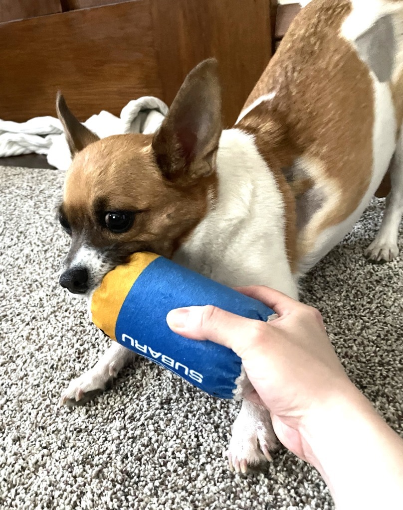 Cleo, an adoptable Chihuahua, Pug in Minneapolis, MN, 55419 | Photo Image 3