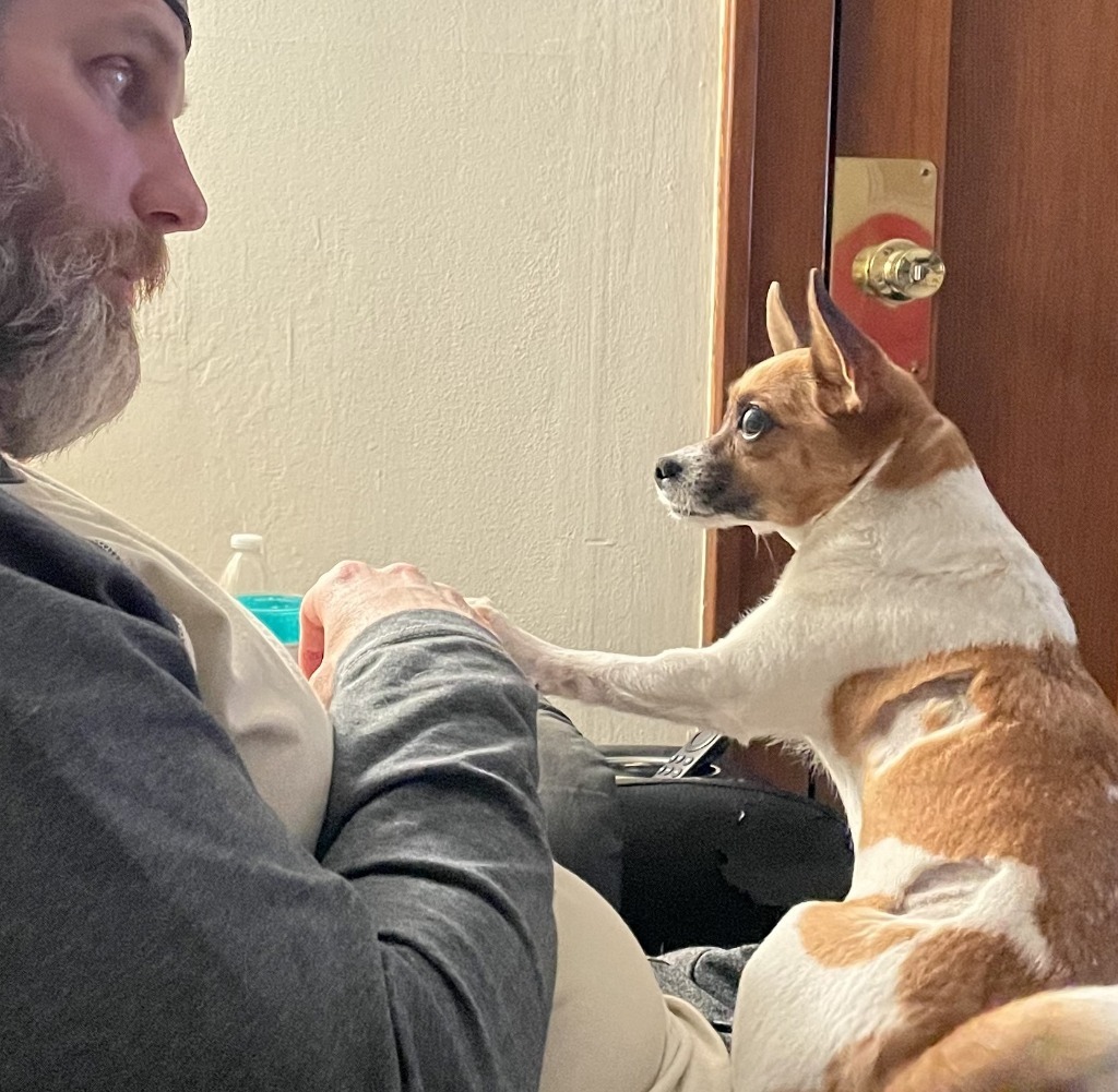 Cleo, an adoptable Chihuahua, Pug in Minneapolis, MN, 55419 | Photo Image 4