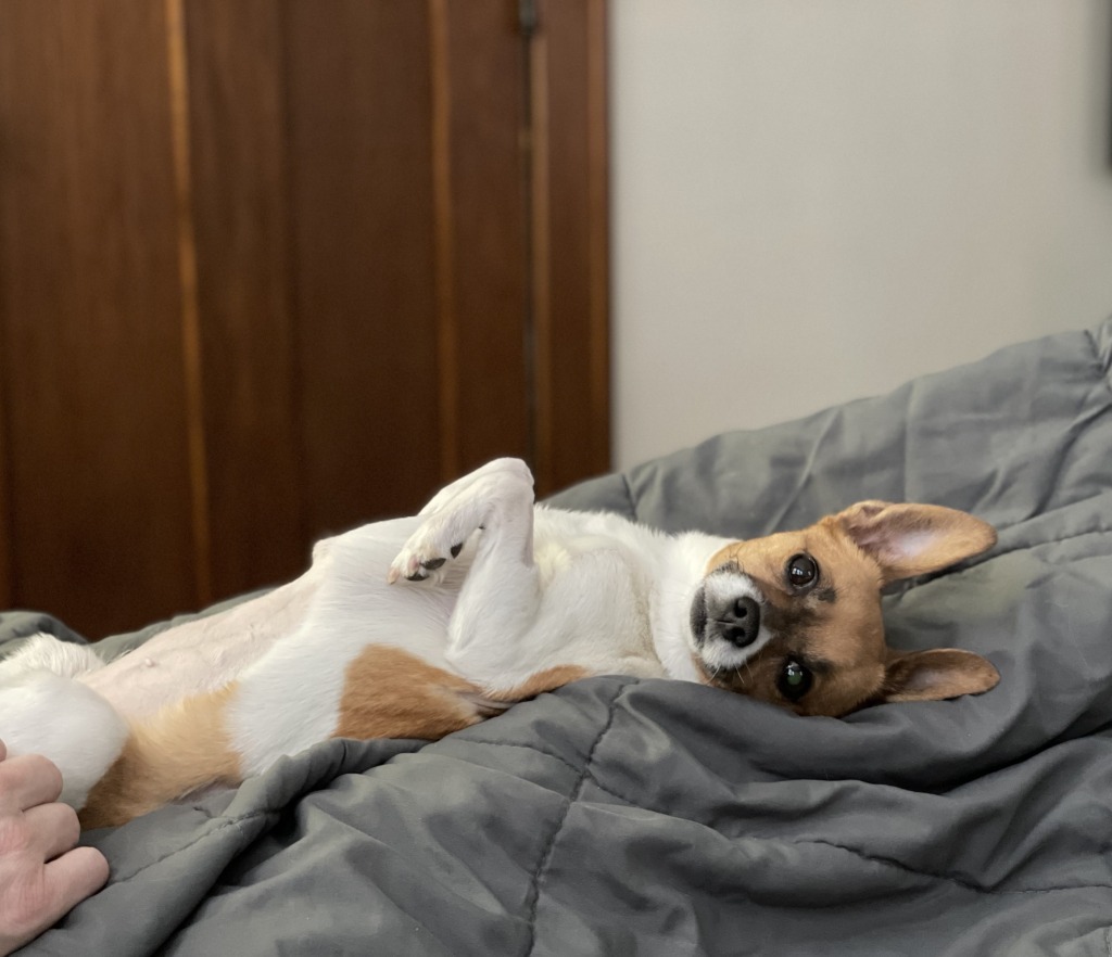 Cleo, an adoptable Chihuahua, Pug in Minneapolis, MN, 55419 | Photo Image 5