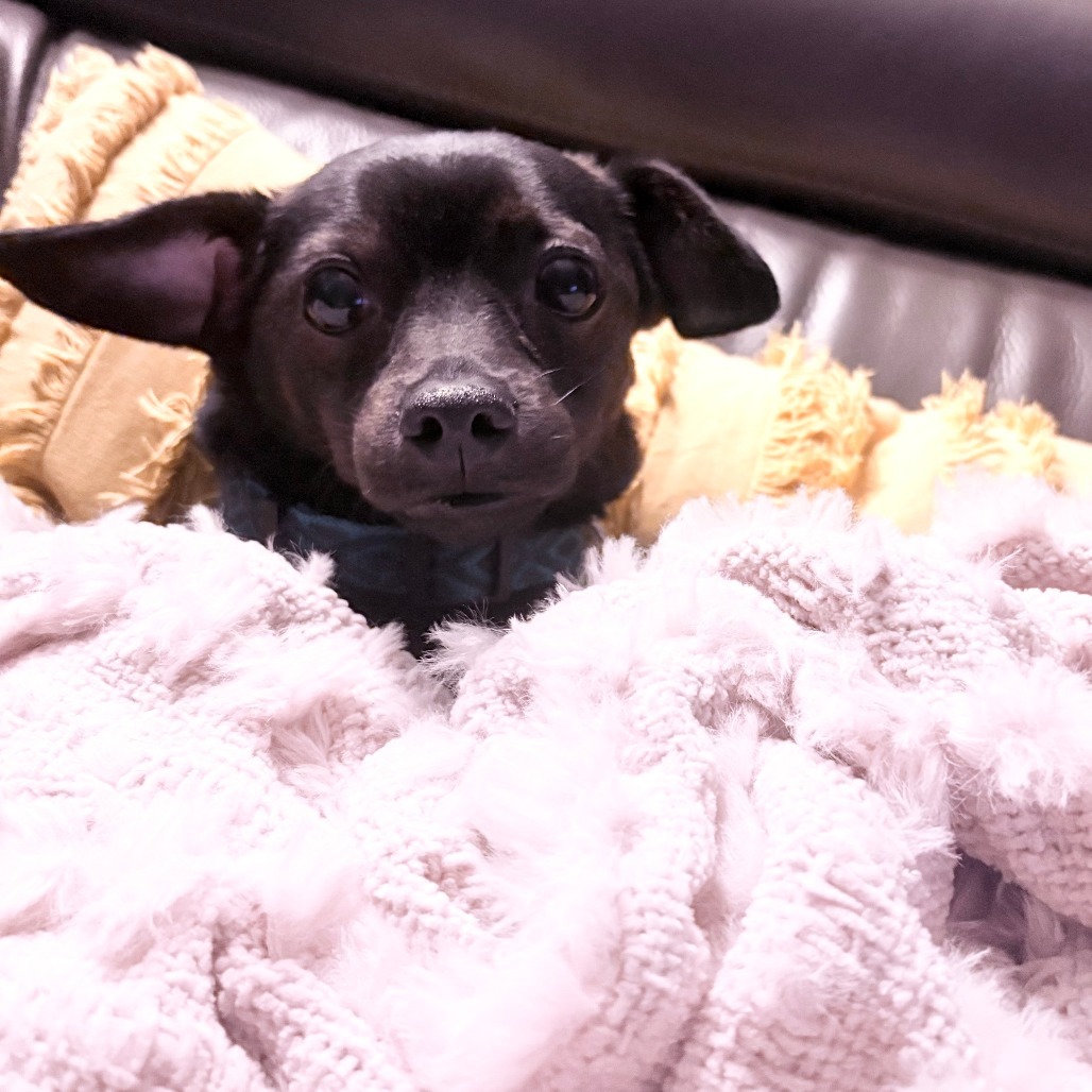 Bruton, an adoptable Mixed Breed in Madison, WI, 53716 | Photo Image 2