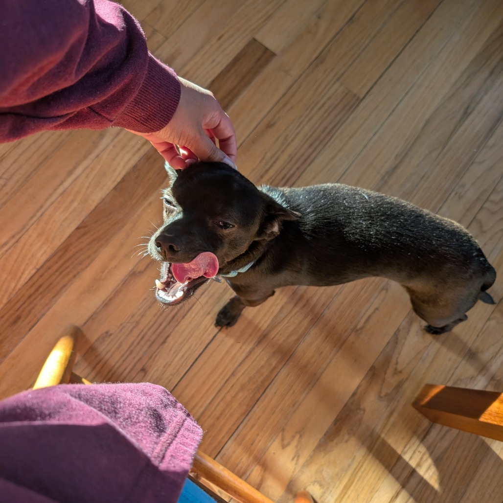 Bruton, an adoptable Mixed Breed in Madison, WI, 53716 | Photo Image 8