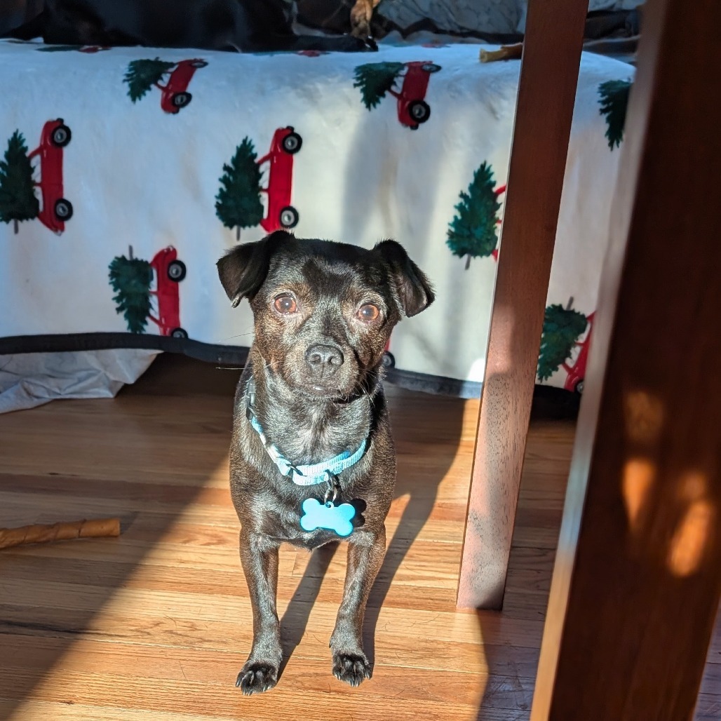 Bruton, an adoptable Mixed Breed in Madison, WI, 53716 | Photo Image 11